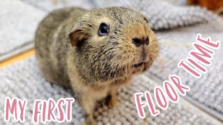 Guinea Pigs First Floor Time! Wheeking Extravaganza @LittleAdventures