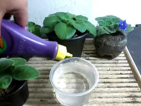 Vídeo: Necessidades de água da violeta africana - como e quando regar uma violeta africana