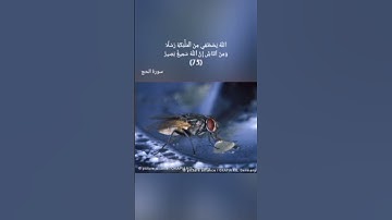 يَٰٓأَيُّهَا ٱلنَّاسُ ضُرِبَ مَثَلٞ فَٱسۡتَمِعُواْ لَهُۥٓۚ(73)سورة الحج للقارىء الشيخ ماهر المعيقلي