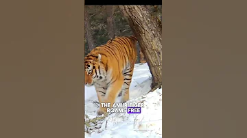 Amur Tiger Is The Master Of The Ussuri Taiga 
