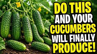 Stop Killing Your Cucumbers. 9 Common Mistakes That Secretly Cut Your Harvest in Half