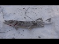 ПРОВЕРКА САМОЛОВОК НА НАЛИМА.ЩУКА 4,1кг CHECK SMOLOVIC ON BURBOT.PIKE 4,1 kg