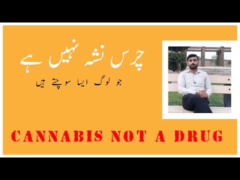 Cannabis Not a Drug (چرس نشہ نہیں ہے) in Detail