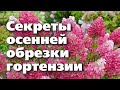 Как обрезать гортензию для пышного цветения. Полная инструкция за 9 мин.