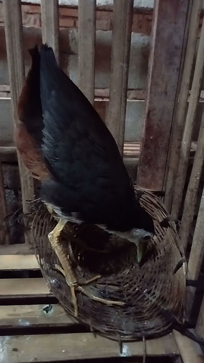 suara pikat Burung Ruak-ruak betina #birds #pikatanburung #burungkicaudialamliar