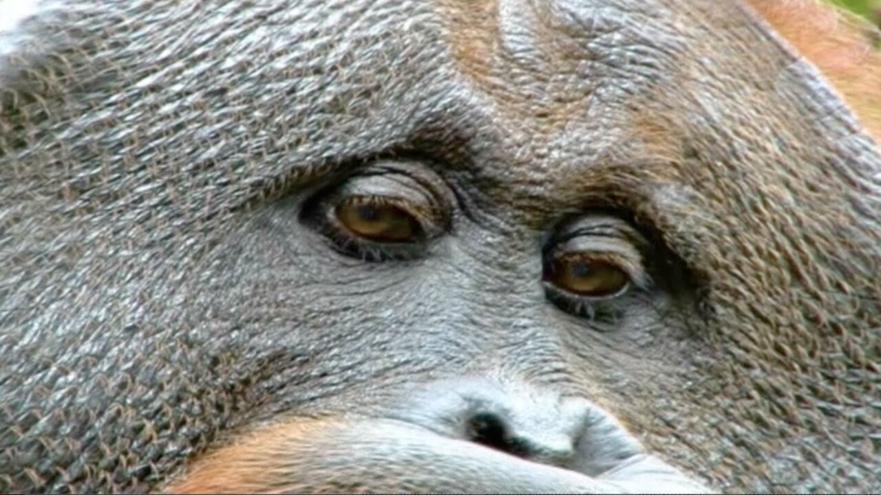 Борнео в поисках лесного человека