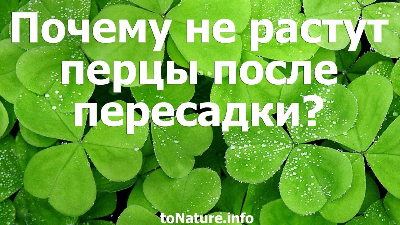 Почему растут акции камаза