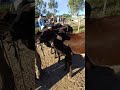 #pernambuco #gado #pecuarista #youtubeviral #fazenda #agro #venturosa