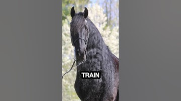 Thinking of owning a Friesian Horse? Here are facts you MUST know–the last one will blow your mind!