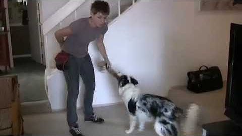Dog Training Tip - Tugging with your dog