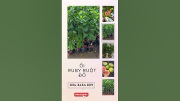 TiênGarden| Giống ổi ruby ruột đỏ| 0343434839