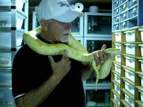 Brian Gundy Shares 2010, 7 Foot Long Male Albino B...