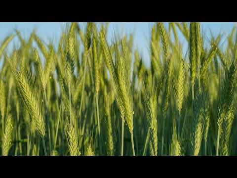 Video: Gjør triticale godt høy?