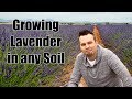 Planting and Growing Lavender