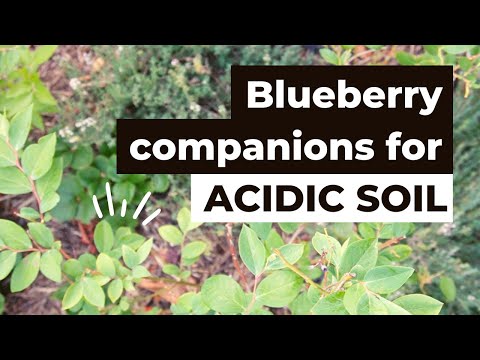 Video: Blueberry Bush Companions: What Are Good Companions For Blueberries