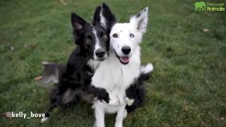 Smart Dogs at Home by Discover Animals 2 views 4 years ago 3 minutes, 44 seconds