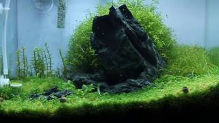 Nano Iwagumi Aquascape Behind the Hill ADA Mini M - Step by Step