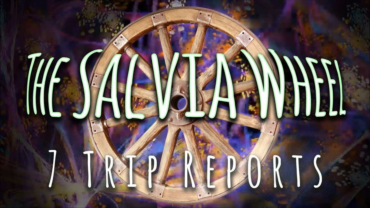 "THE SALVIA WHEEL" - 7 Trip Reports w/ Visuals