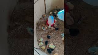 Brooding 3 rd Day Management #shortsfeed #desimurga #chicken #chickenfarming#hatching#ayam #poultry