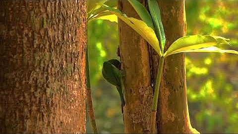 18007967-sd_640_360_30fps.mp4