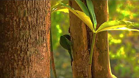 18007967-sd_640_360_30fps.mp4