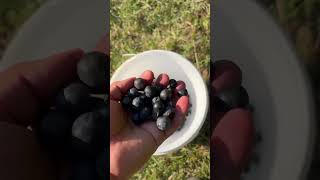 Şifalı Bitkiler Göven Topladık