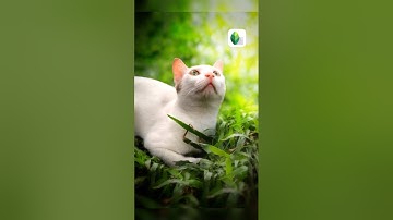 Snapseed Photography Editing ✍️😻 Snapseed Tutorial 😍 #snapseed #catlover #shorts