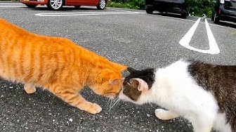 感動猫動画 Youtube