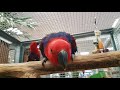 Eclectus femelles