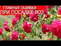 Главные ошибки при посадке роз