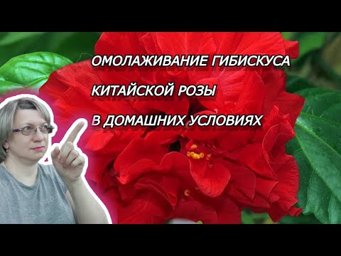 ОМОЛОЖЕНИЕ ГИБИСКУСА (КИТАЙСКОЙ РОЗЫ)|Гибискус комнатный. Уход в домашних условиях