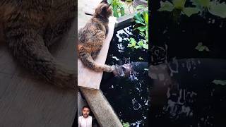 Why The Fish Bothering The Cat