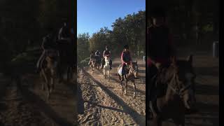 Agriturismo E Centro Ippico La Somma - I Pony 4