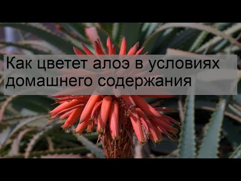 Как часто алоэ цветет в домашних условиях