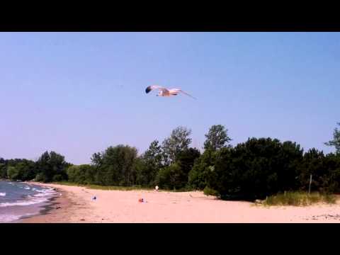 A Seagull Close