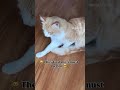 Dog vs Cat 🐱🐶