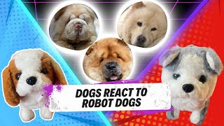 Dogs React to Robot Dog Toys| Funny Dogs TV|Cute Dogs by The Wolf and Bears 46 views 5 months ago 5 minutes, 31 seconds