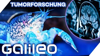 Wie Klon-Krebse zu wichtigen Erkenntnissen in der Tumorforschung beitragen | Galileo | ProSieben