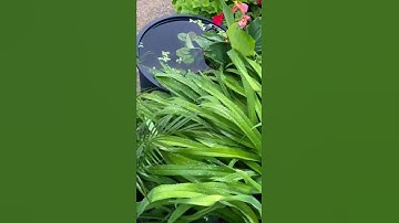 Thumbnail of Patio Pond lily pads made it to the surface