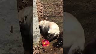 Wally, our Mud lovin’ Lab! #labsoftiktok