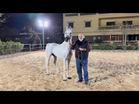 ذو الفقار التوفيق و تصحيح مخاوف برامج الإنتاج المغلقة