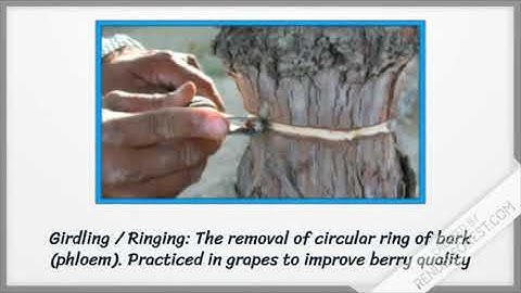 Pruning of Fruit Crops - HORT 111 - By Dr. P. R. Chaudhary
