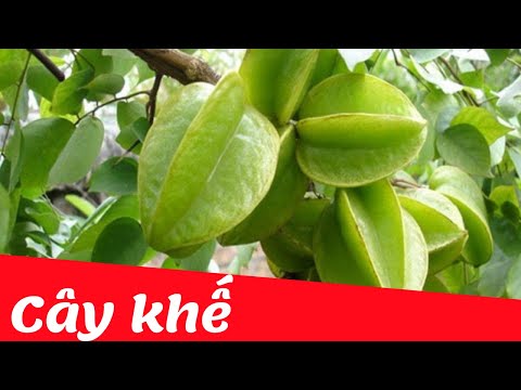 Video Dạy bé học nhận biết cây ăn quả tiếng viêt | Cây Khế |... - youtube
