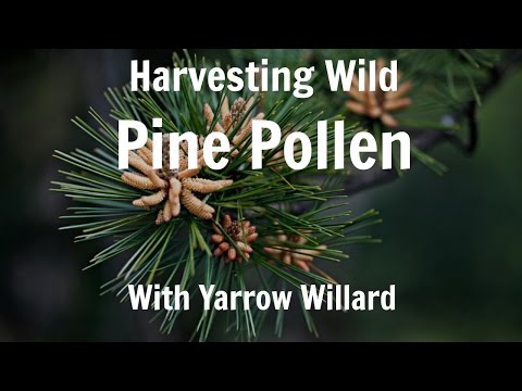 Harvesting Wild Pine Pollen | Harmonic Arts