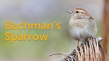 Bachman’s Sparrow: Sustained By Fire