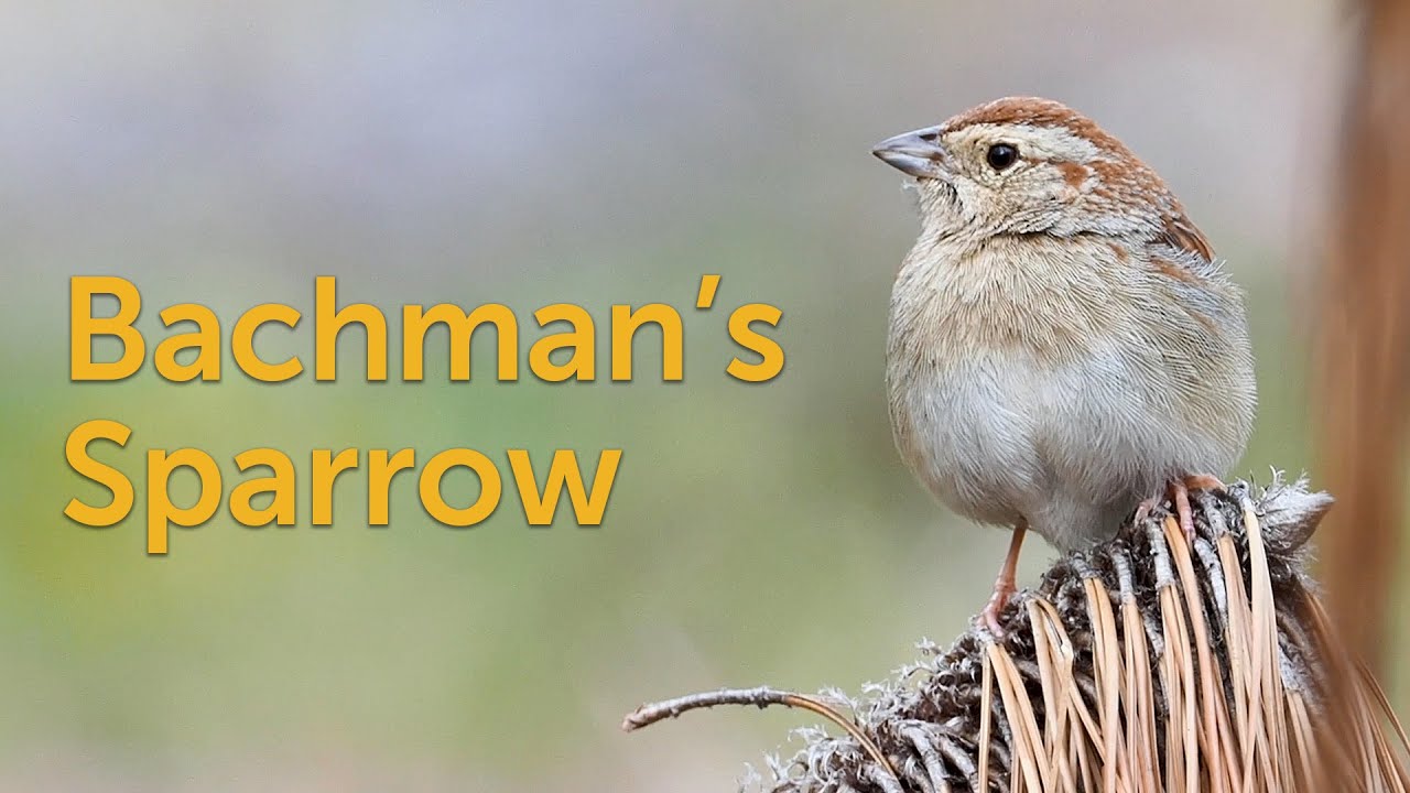 Bachman’s Sparrow: Sustained By Fire