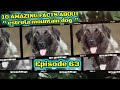 Top 10 amazing facts about Estrella Mountain dog. の動画、YouTube動画。