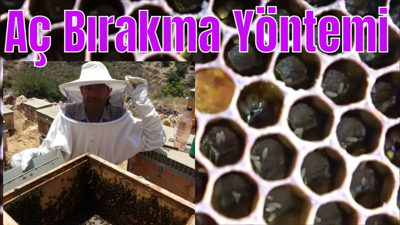 Yalancı Anaya Gitmiş Güçlü Kovan Terbiyesi!!!