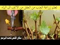 طريقة زراعة اقلام العنب بسهولة ونسبة النجاح عالية جدا عقل العنب 