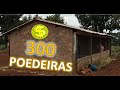 GALPÃO a BAIXO CUSTO para 300 POEDEIRAS